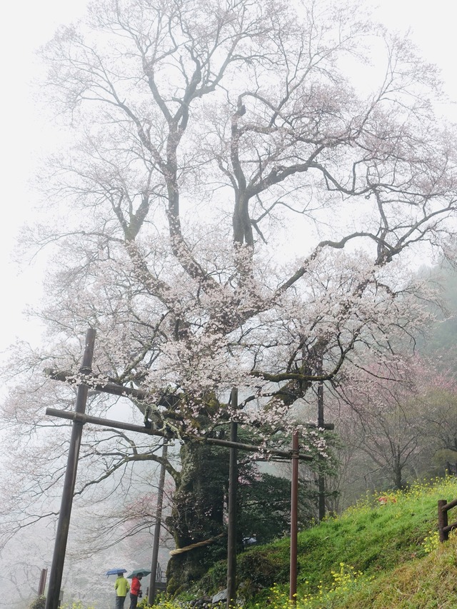 写真３（樹齢500年、県の天然記念物のひょうたん桜）