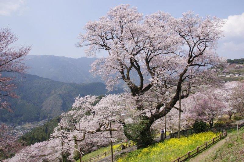 春の新ツアーをご紹介 3 31発 仁淀ブルー観光協議会推薦 仁淀川の桜満喫と神秘の仁淀ブルー探訪 3日間 まいたび ツアーレポート By 毎日新聞旅行 Maitabi Jp