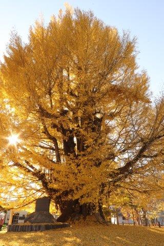 古町の大イチョウ (紅葉2020-3)