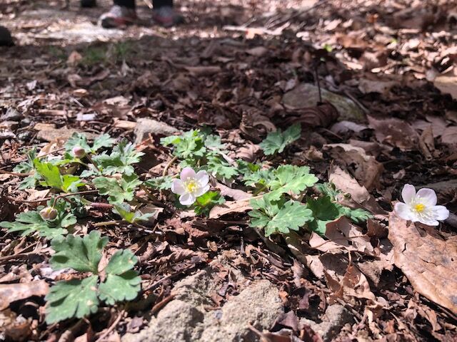 4.登山道の花その2