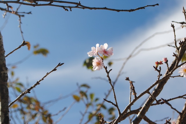 大野山山頂には季節外れのサクラが咲いていた