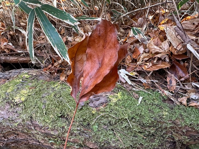 6.多分タカノツメ