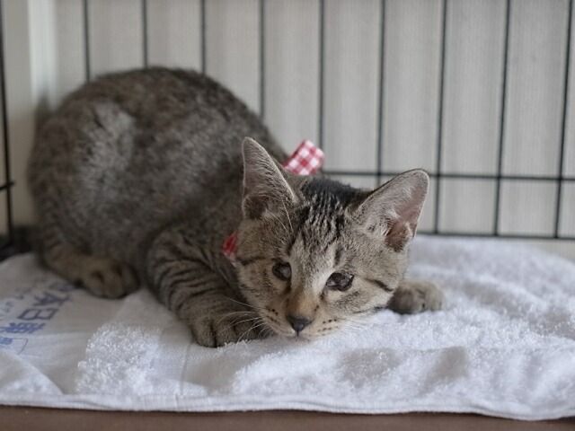 イメージ 10