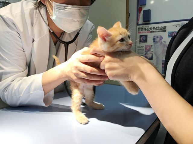 イメージ 15