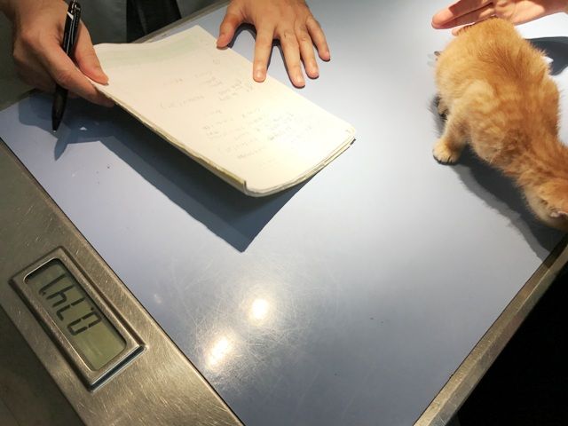 イメージ 31