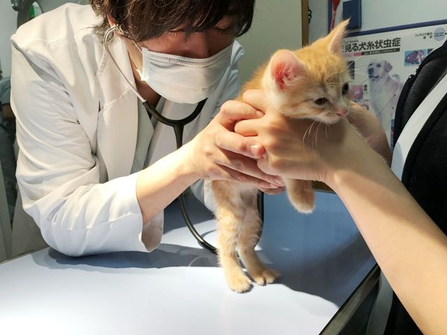 イメージ 17