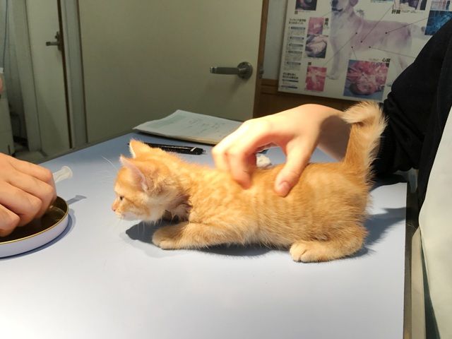 イメージ 42