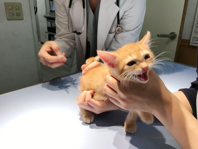 イメージ 34
