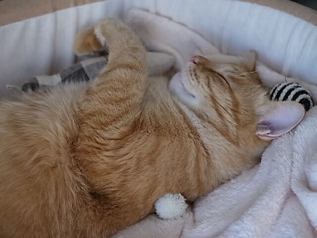 イメージ 11