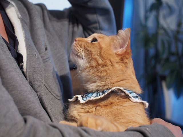 イメージ 12