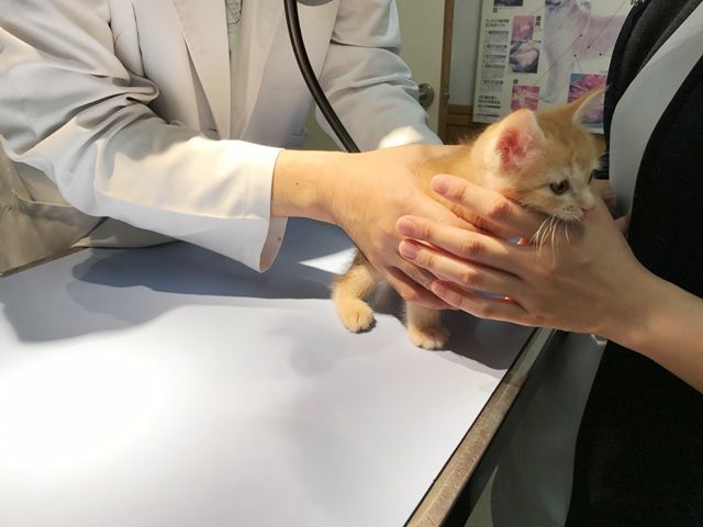 イメージ 13