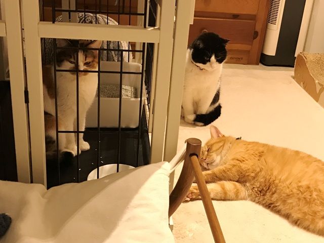 イメージ 4