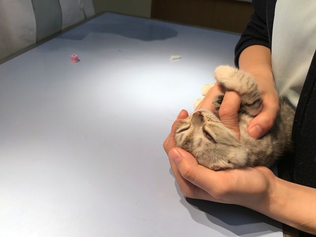 イメージ 27