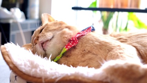 6CEB2C5B-2224-4714-91DD-CC9A435AF4D8