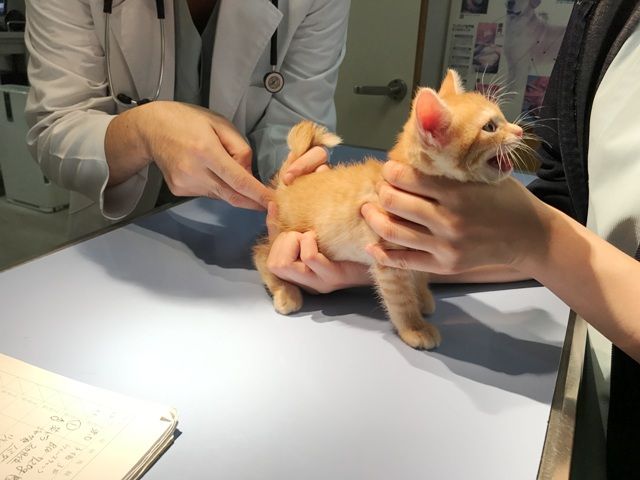 イメージ 33