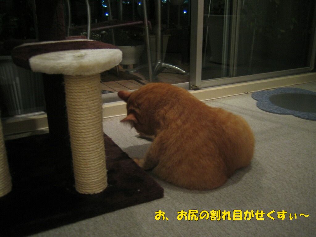 イメージ 5