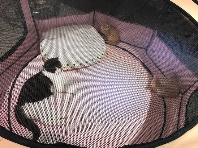 イメージ 4