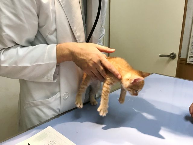 イメージ 36