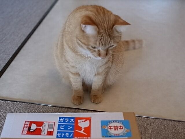 イメージ 15