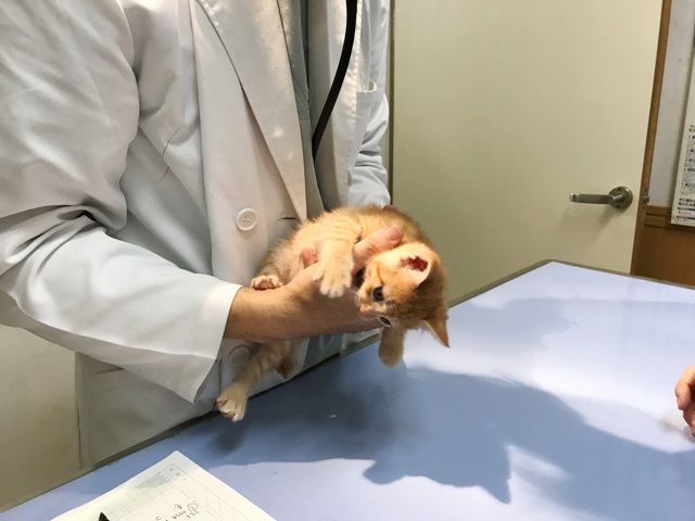 イメージ 37