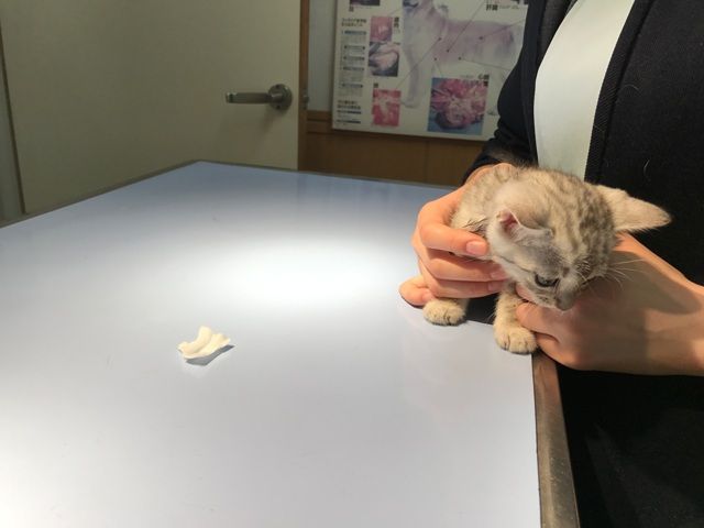 イメージ 30
