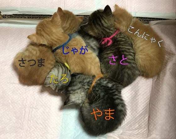 イメージ 4