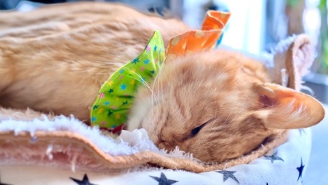 333FC9E7-0638-436A-ACA3-0CCA45D6A166