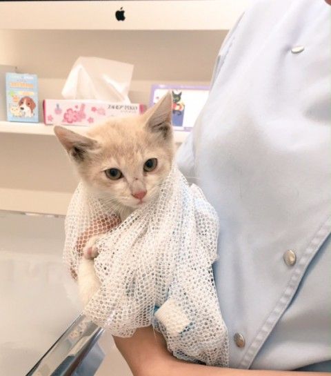イメージ 15