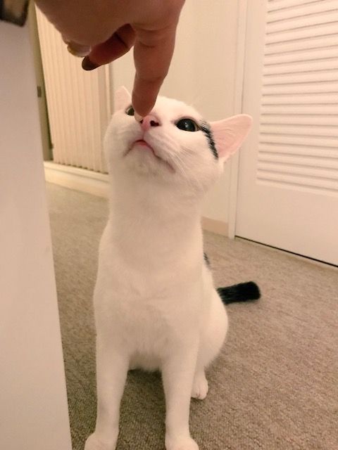 イメージ 19