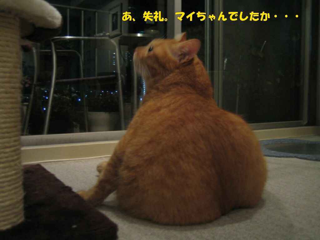 イメージ 4