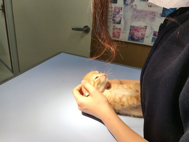 イメージ 46