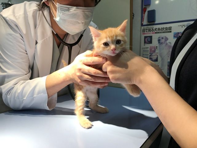 イメージ 16
