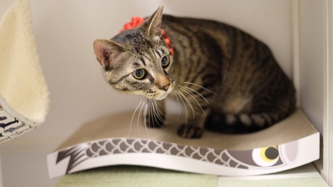 A6F24738-D382-4923-A985-BC7BE533721A