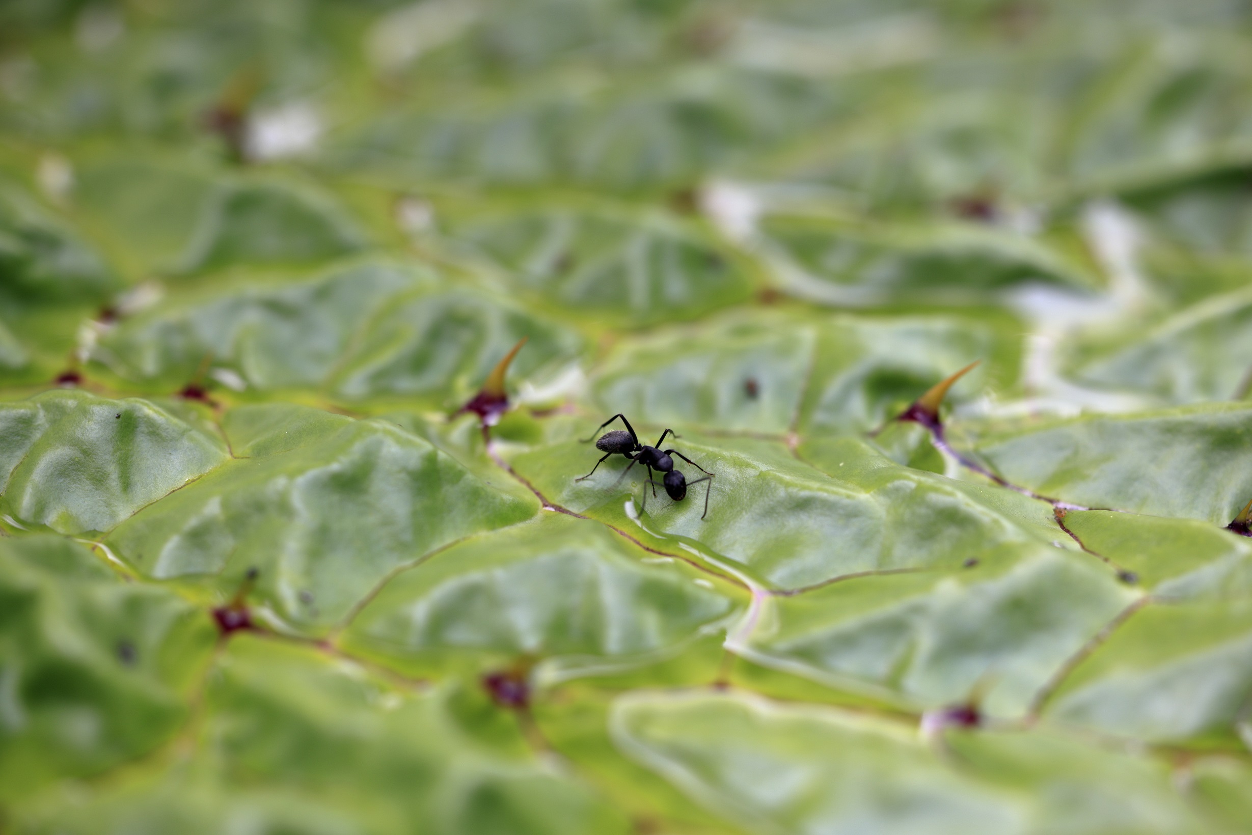 Rf100mm F2 8 L Macro Is Usmで神代植物公園を撮る の巻 富 岳 放 浪 記 Wandering In Search Of Mt Fuji