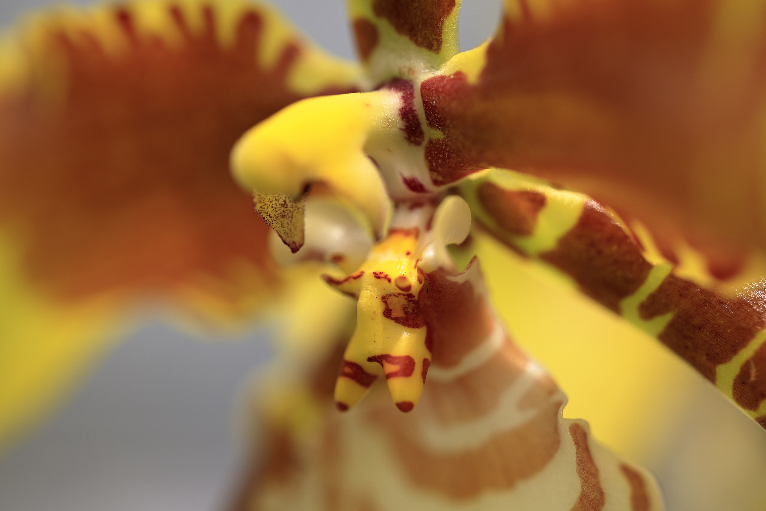 Rf100mm F2 8 L Macro Is Usmで神代植物公園を撮る の巻 富 岳 放 浪 記 Wandering In Search Of Mt Fuji