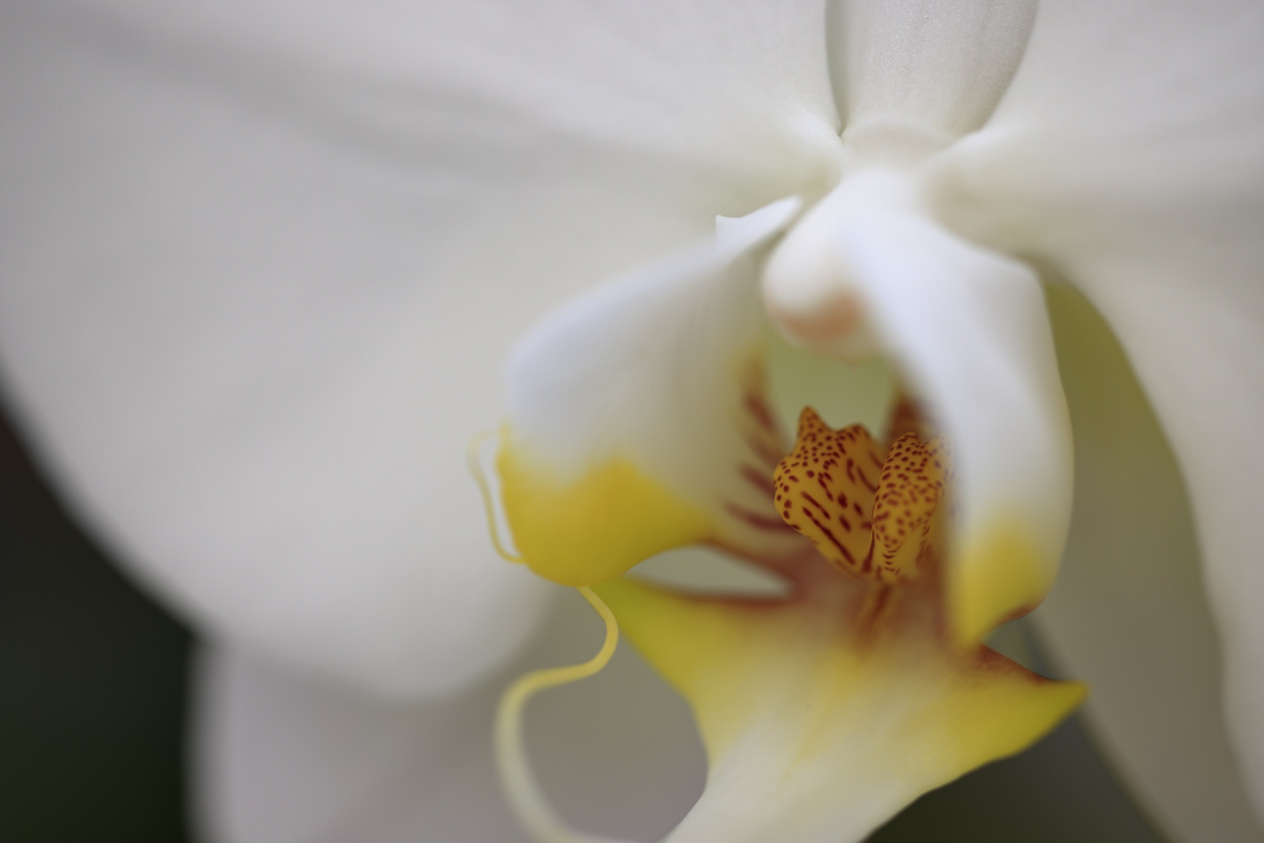 Rf100mm F2 8 L Macro Is Usmで神代植物公園を撮る の巻 富 岳 放 浪 記 Wandering In Search Of Mt Fuji