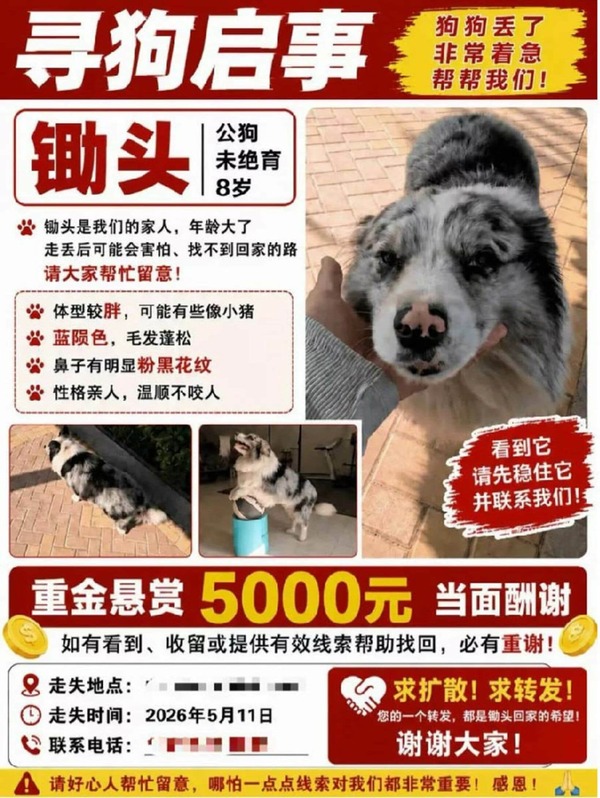 中国でフォロワー１００万人の人気犬が誘拐される。→転売後に食肉処理されていた