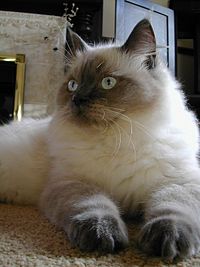 200px-Ragdoll_Blue_Colourpoint[1]