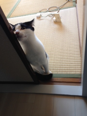 ねこ382