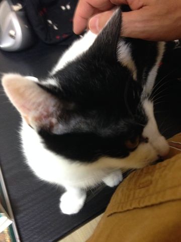 ねこ283