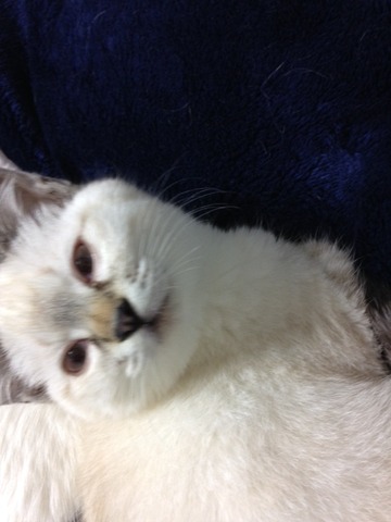 ねこ379