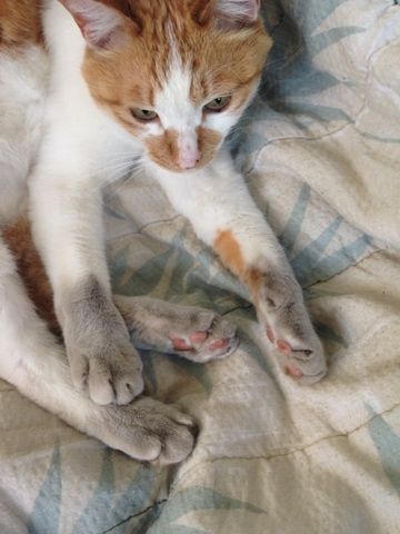 ねこ086