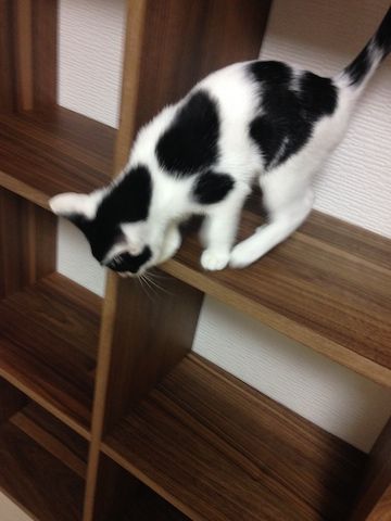 ねこ285
