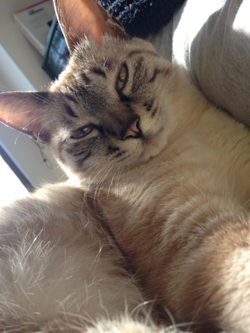 ねこ449