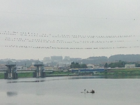 多摩川20150830_1