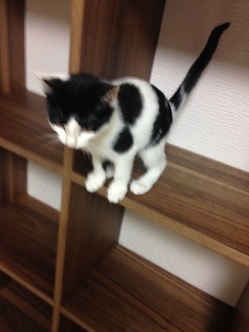 ねこ286