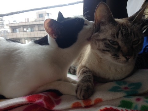ねこ446
