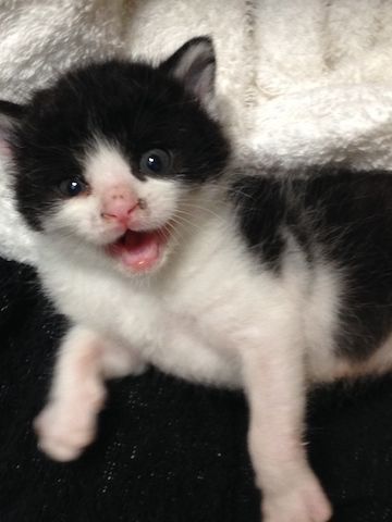 ねこ090