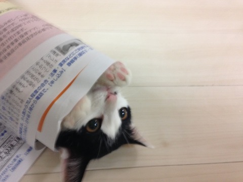ねこ280