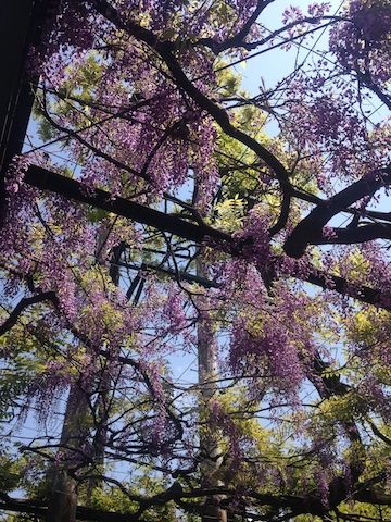国領20150426_10